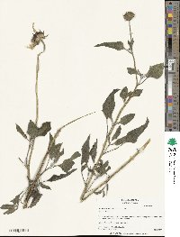 Helianthus petiolaris image