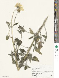 Helianthus petiolaris image