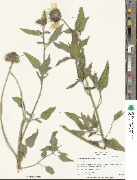 Helianthus petiolaris image