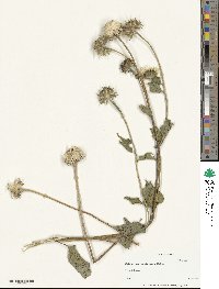 Helianthus petiolaris image