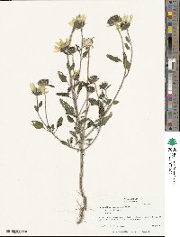 Helianthus petiolaris image