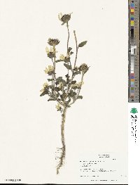 Helianthus petiolaris subsp. petiolaris image