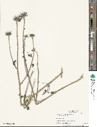 Helianthus petiolaris subsp. petiolaris image