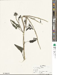 Helianthus petiolaris subsp. petiolaris image