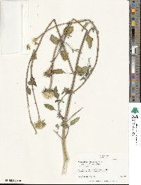 Helianthus petiolaris subsp. petiolaris image