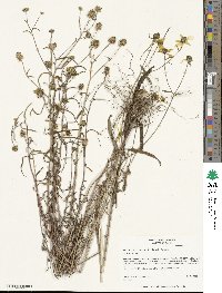 Helianthus porteri image