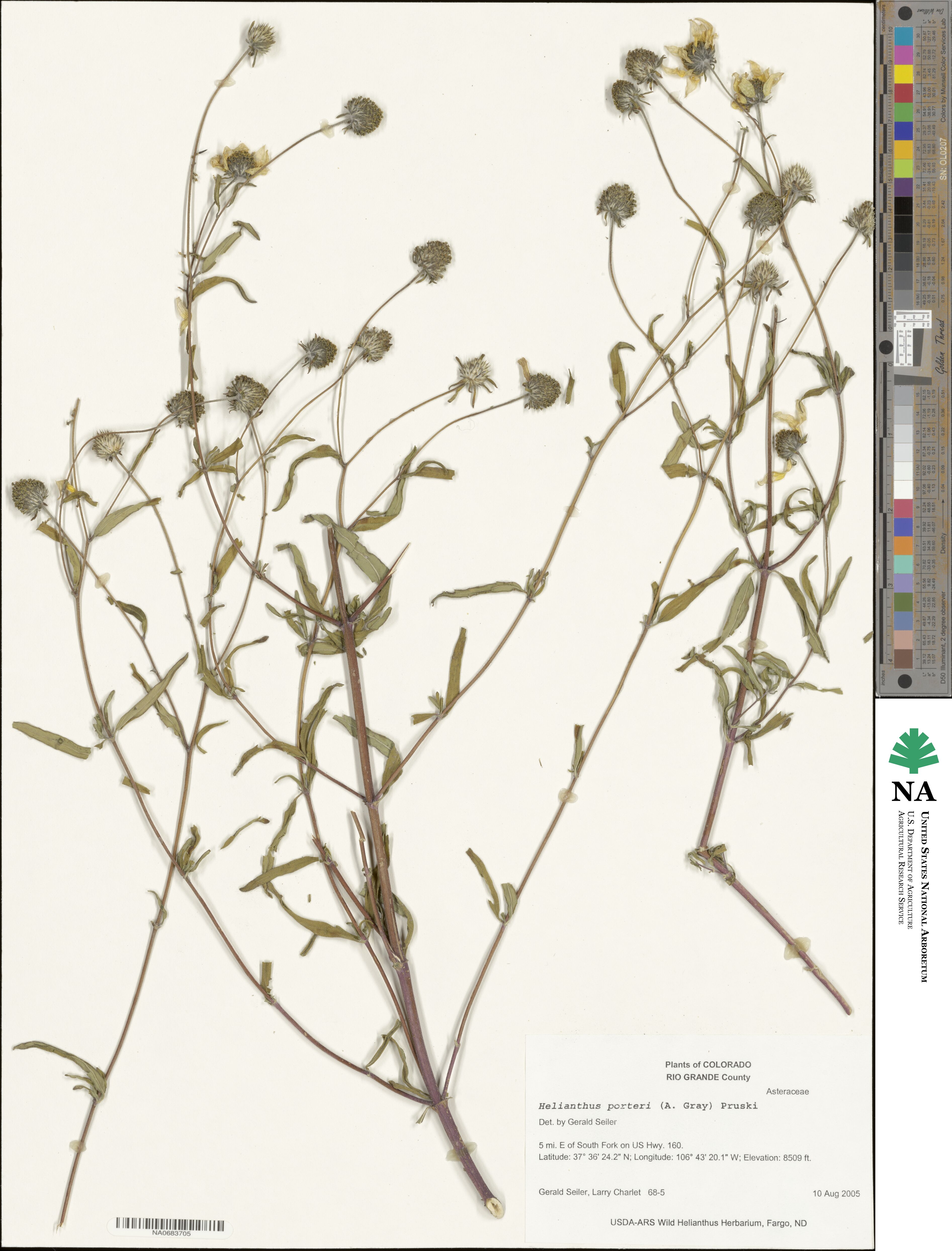 Helianthus porteri image
