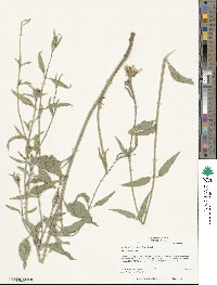 Helianthus pumilus image