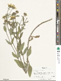 Helianthus pumilus image