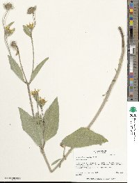 Helianthus pumilus image