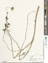 Helianthus praecox image