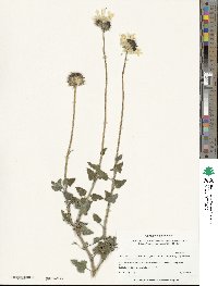 Helianthus praecox image