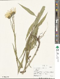 Helianthus nuttallii subsp. nuttallii image