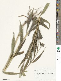 Helianthus nuttallii subsp. nuttallii image