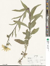 Helianthus nuttallii image