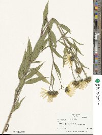 Helianthus nuttallii image