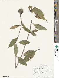 Helianthus resinosus image