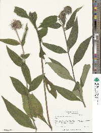 Helianthus resinosus image