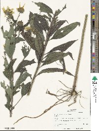 Helianthus resinosus image