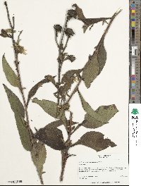 Helianthus resinosus image