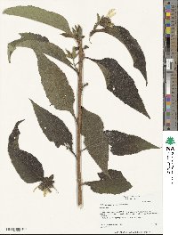 Helianthus resinosus image