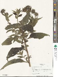 Helianthus resinosus image