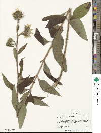 Helianthus resinosus image