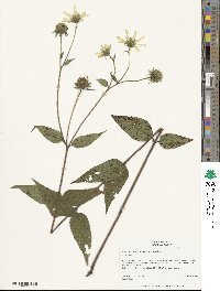 Helianthus resinosus image