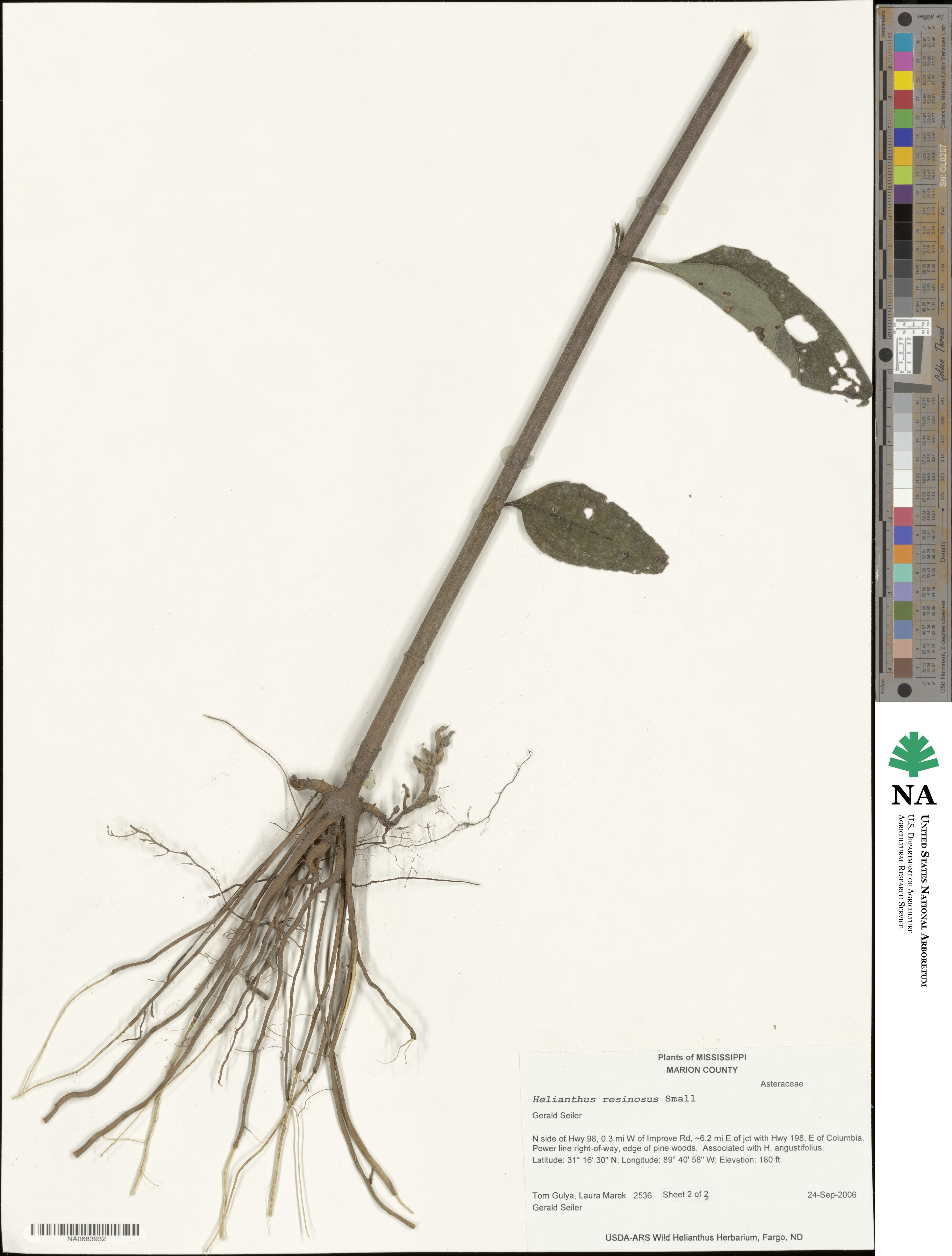 Helianthus resinosus image