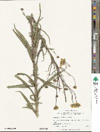 Helianthus simulans image