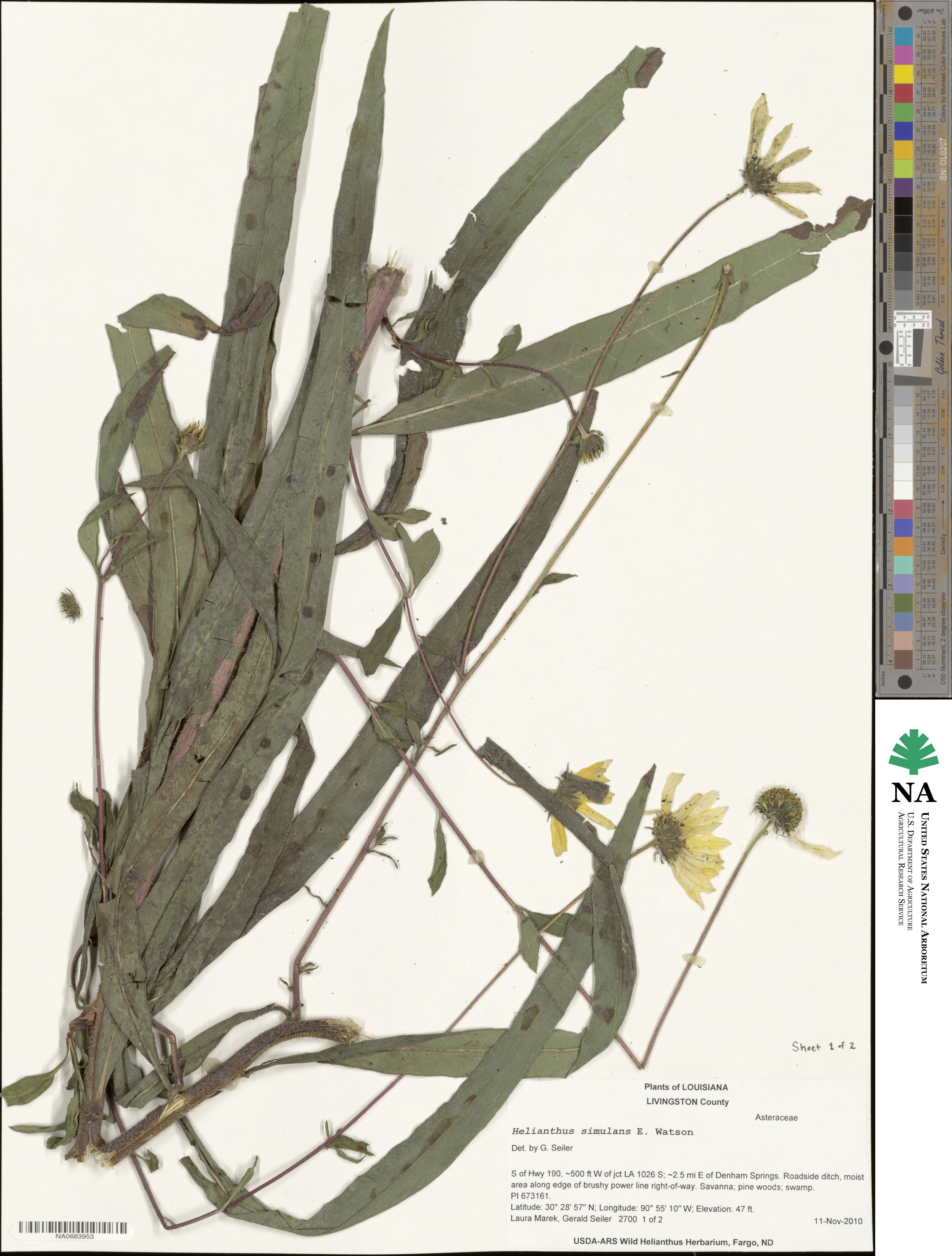 Helianthus simulans image