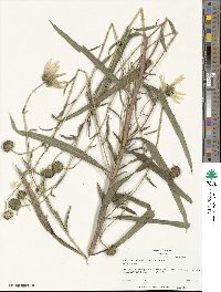 Helianthus simulans image