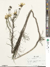 Helianthus salicifolius image