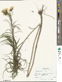 Helianthus salicifolius image