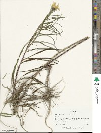 Helianthus salicifolius image