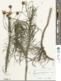 Helianthus salicifolius image