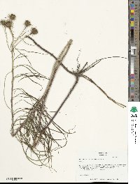 Helianthus salicifolius image