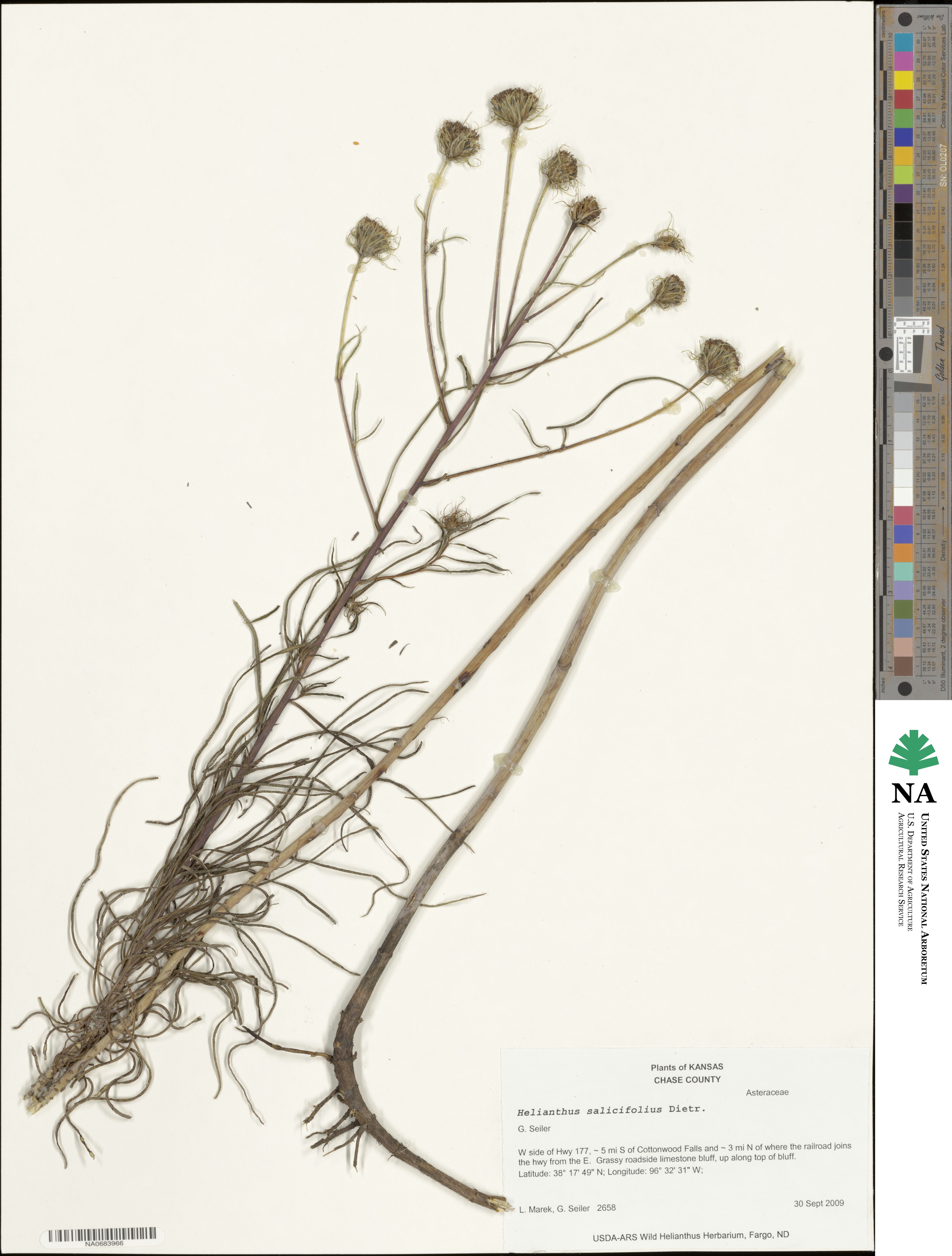 Helianthus salicifolius image
