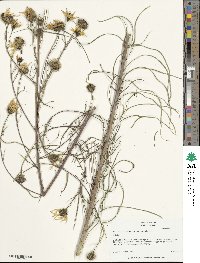 Helianthus salicifolius image