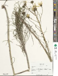 Helianthus salicifolius image