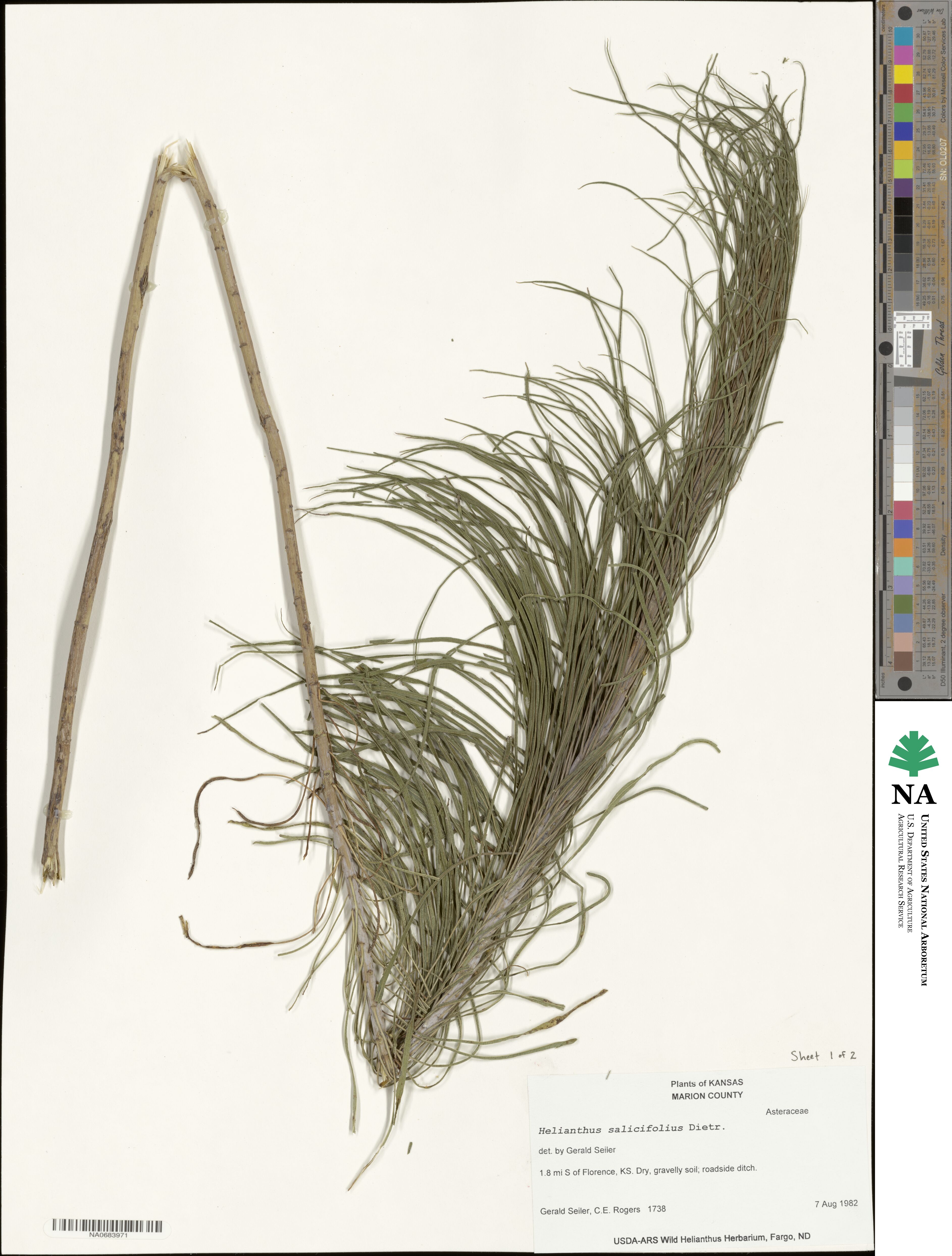 Helianthus salicifolius image