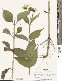 Helianthus tuberosus image