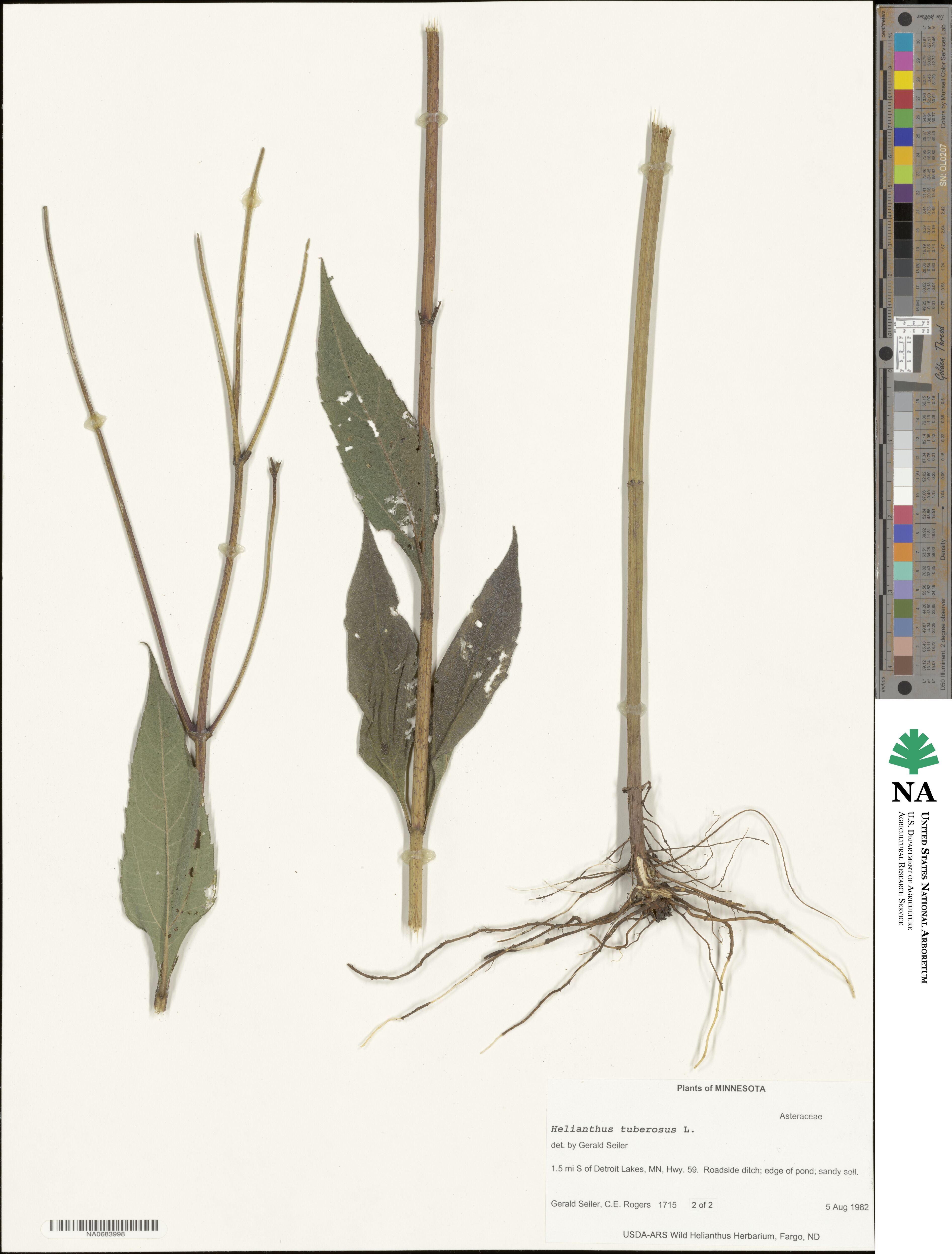 Helianthus tuberosus image