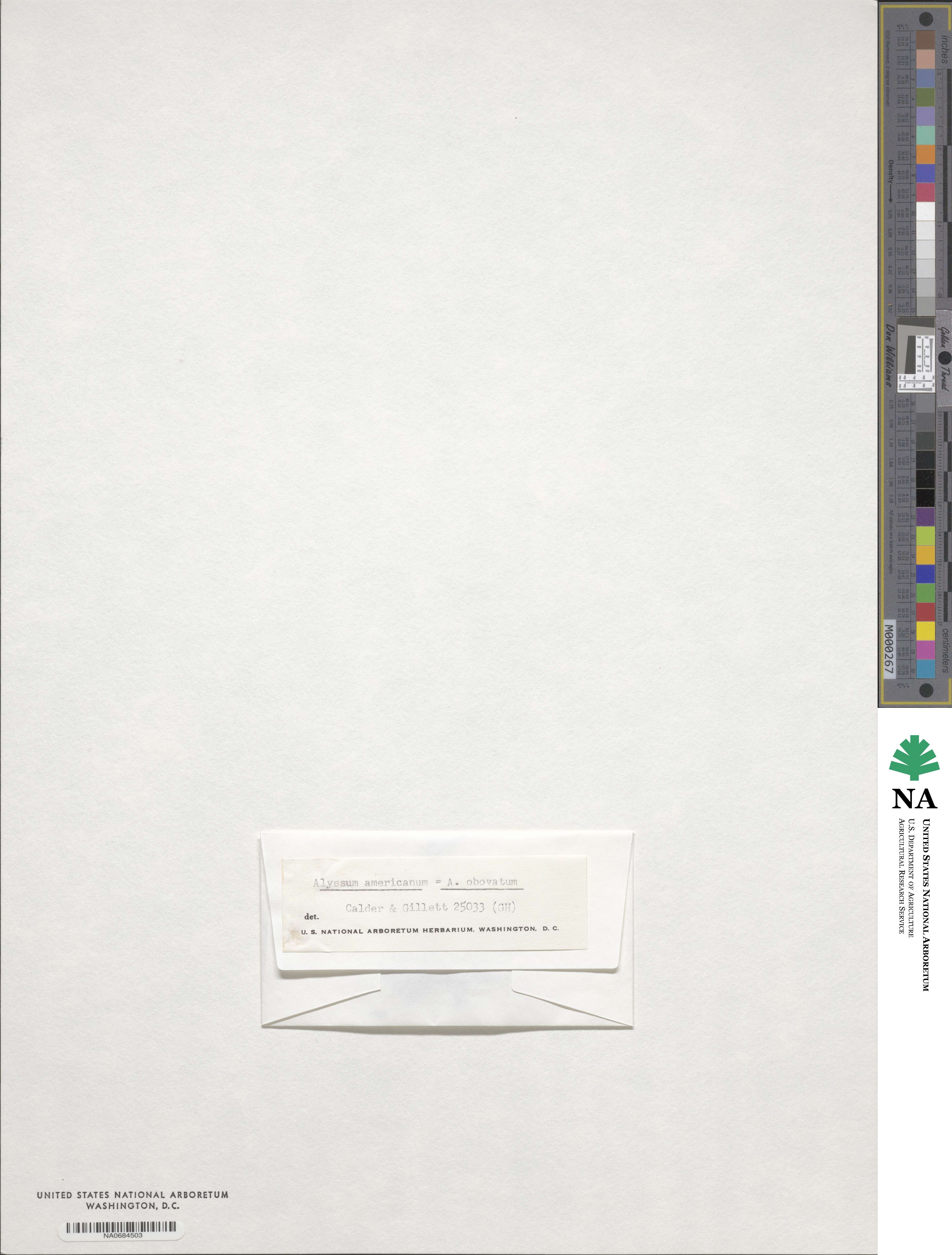 Odontarrhena americana image