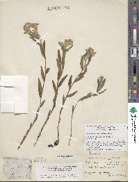 Lithospermum canescens image