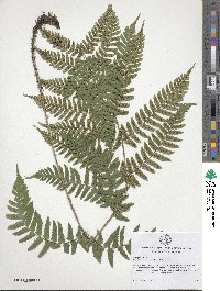 Dryopteris erythrosora image