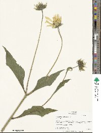 Helianthus tuberosus image