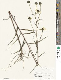 Helianthus angustifolius image