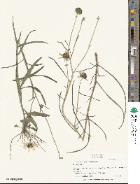 Helianthus angustifolius image