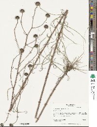 Helianthus angustifolius image